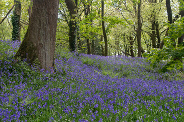 Naklejka premium Bluebell woods