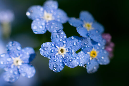 Myosotis sylvatica also called forget-me-not. Macro photo of blue beautiful small flwers with yellow core wnt water dew drops on petals