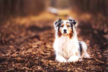 portrait of Australian Shepherd dog
