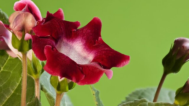 red Indoor flowers gloxinia on green close to