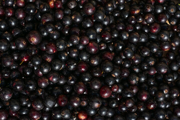 Vegetarian food, ripe raw gathered berries. Pattern made of freshly picked black currants