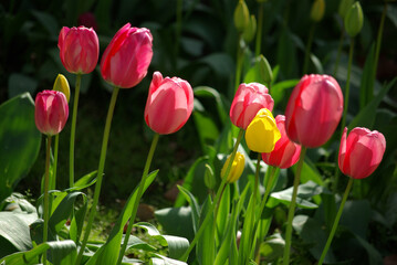 Fototapeta premium Tulipes au printemps au jardin