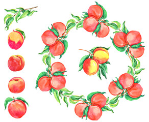 Peaches branches watercolor set. Healthy, fresh, organic, vegetarian food. Summer party decor, menu design, local food farms market
