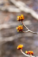 Full frame macro abstract texture view of fiery red and yellow blossoms on a red maple tree (acer rubrum) in early spring with defocused blue sky background
