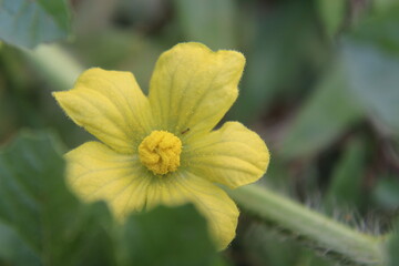 Watermelon flower