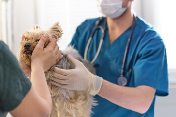 small dog at the reception at the veterinarian. Image of dog on the operating table and doctor in a...