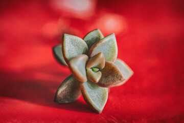 Succulent plant new rosette from leaf propagation. Succulents plants growing gardening at home.