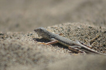 Desert Iguana in Death Valley, California, Hiding in a Sand Depression and Blending into its Environment in Camouflage
