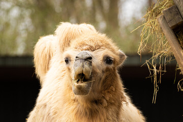 Obraz premium Kamel Zoom Zoo Gelsenkirchen