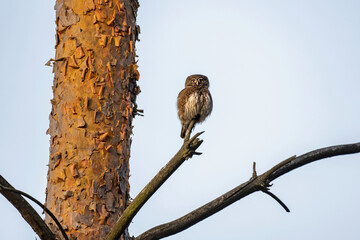 Eurasian pygmy owl in forest