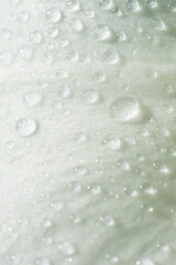 Vertical floral macro photo. Wet delicate white rose petal with lots of tiny water droplets.