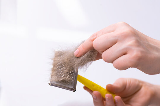 Cleaning pet hair with a remover. Hand and fur of a cat. Cleaning furniture from wool. A household cleaner for dandruff, hair, debris, hair and pet fluff