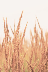 Vertical photo of bushgrass field, calm meadow with yellow spikelets