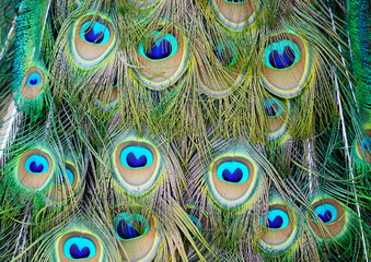 Fototapeta premium Plumage of a peacock in close-up