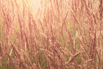 Sunlit field of bushgrass, meadow with lots of spikelet plants on bright sun