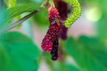 The bees on the mulberry fruit