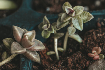 Succulent plant new plants from propagation growth of Graptopetalum Vera Higgins. Gardening at home.