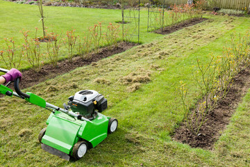 Fototapeta na wymiar Scarifying lawn, scarification or lawn maintenance, UK
