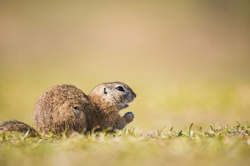 European ground squirrel in wild nature