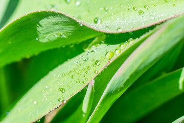 Close up view of little sparkling waterdrops on green leaves at summertime on bright sunlight. Shining waterdrops on leaves after rain