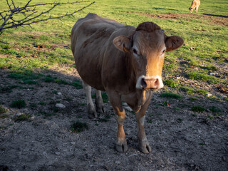 cattle ranch located in the village of garcipollera in the province of huesca