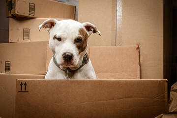 Puppy Dog in A Cardboard Box looking at the Camera