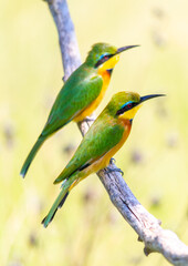 Little Bee-eater pair