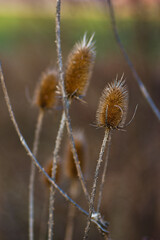 Obraz premium thistle in the snow