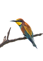 European Bee-eater High Key
