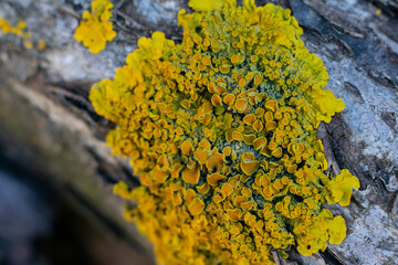 Xanthoria also known as shore lichen is growing on old wooden bark. Yellow tiny moss macro photo