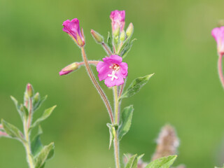 Pink flower of great hairy willowherb, Epilobium hirsutum