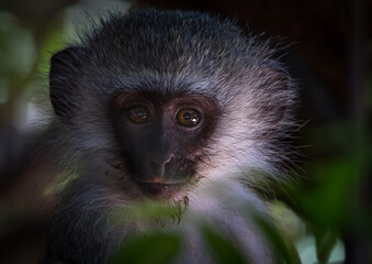 Vervet Monkey baby