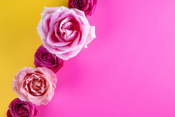  Beautiful summer background with pink roses on a modern yellow background, photo with free space for text