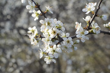 tree blossom