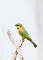 Little Bee-eater bird perched