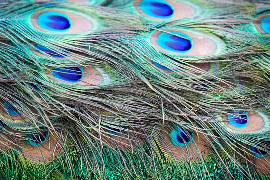 Plumage of a peacock in close-up © Elly Miller