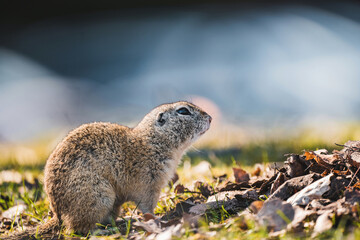 Naklejka na ściany i meble European ground squirrel in wild nature