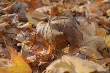 Fall maple leaves background