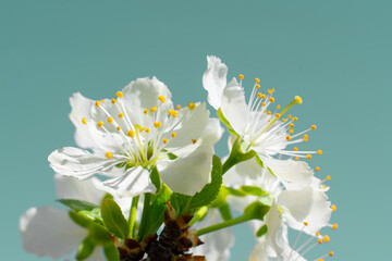 Cherry blossom at spring. Backdrop with sunlit white flowers of cherry tree