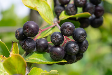 Ripe juicy chokeberry or aronia berries are hanging on branch with green leaves. Garden berry bush seasonal harvesting