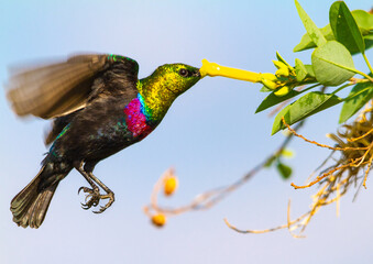 Mariqua Sunbird sucking nectar from a flower © Brains