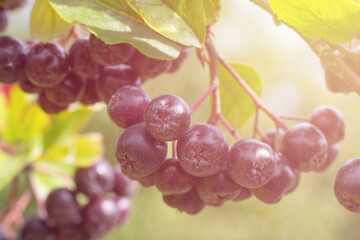 Bunch of aronia berry or chokeberry on bright summer sunlight. Seasonal berry black colored, eco vegetarian berry on countryside garden. Harvestian and cultivation