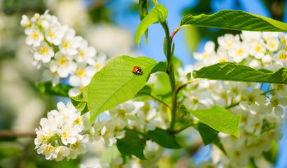 Ladybug on Bird cherry branch closeup.