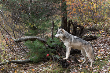 Grey Wolf (Canis lupus) Looks Left Paws Up on Root Bundle Autumn