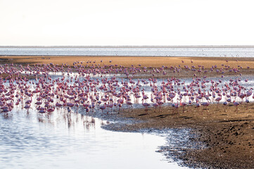 Flamingos Walvisbaai