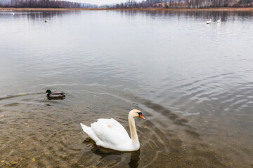 Swans on the Gorodishchenskoe lake near the Slovenian springs (springs of the Twelve Apostles). Pechory, Russia 