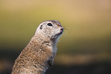 European ground squirrel in wild nature