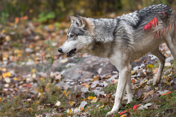 Grey Wolf (Canis lupus) Steps Left Sumac Branch Autumn