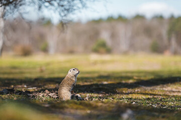 European ground squirrel in wild nature