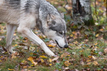 Naklejka na ściany i meble Grey Wolf (Canis lupus) Walks Right Nose Down Autumn
